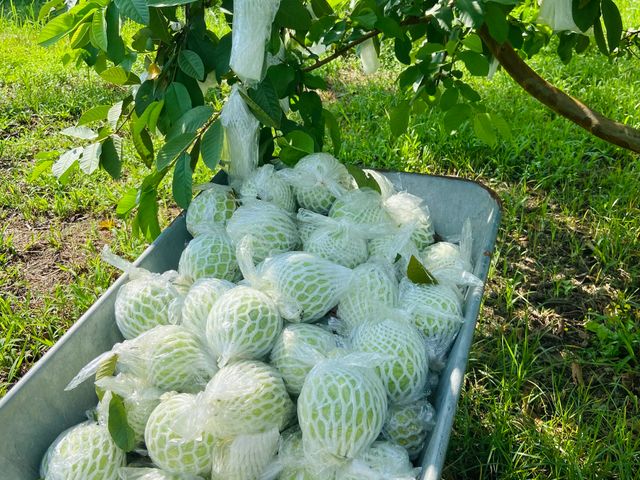 【台南楠西 帝王芭樂】草生栽培 清香脆甜的好滋味！