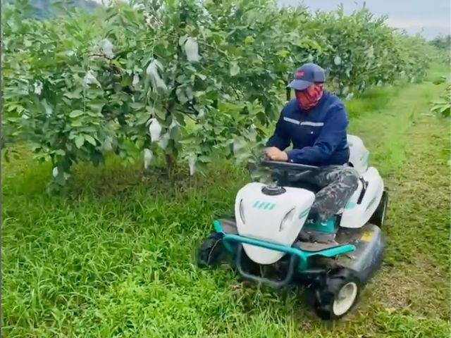 【台南楠西 帝王芭樂】草生栽培 清香脆甜的好滋味！