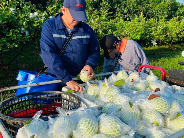 【台南楠西 帝王芭樂】草生栽培 清香脆甜的好滋味！