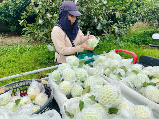 【台南楠西 帝王芭樂】草生栽培 清香脆甜的好滋味！