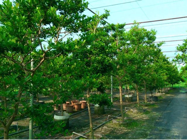 【大地酵素 古法釀造醱酵液(酵素)600mlx2瓶】神秘果/樹葡萄/青梅 任選