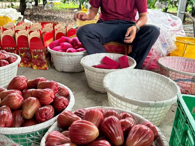 【南投信義 夢幻逸品黑糖芭比蓮霧5斤裝】脆甜多汁 當日鮮採直送