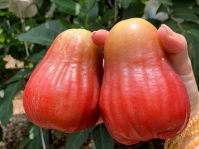 【南投信義 夢幻逸品黑糖芭比蓮霧5斤裝】脆甜多汁 當日鮮採直送