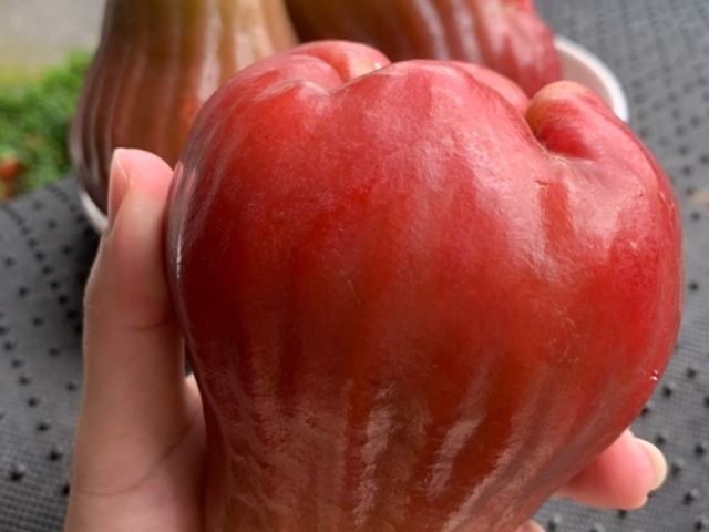 【南投信義 夢幻逸品黑糖芭比蓮霧5斤裝】脆甜多汁 當日鮮採直送