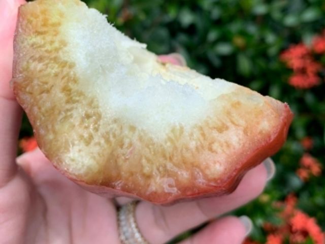 【南投信義 夢幻逸品黑糖芭比蓮霧5斤裝】脆甜多汁 當日鮮採直送
