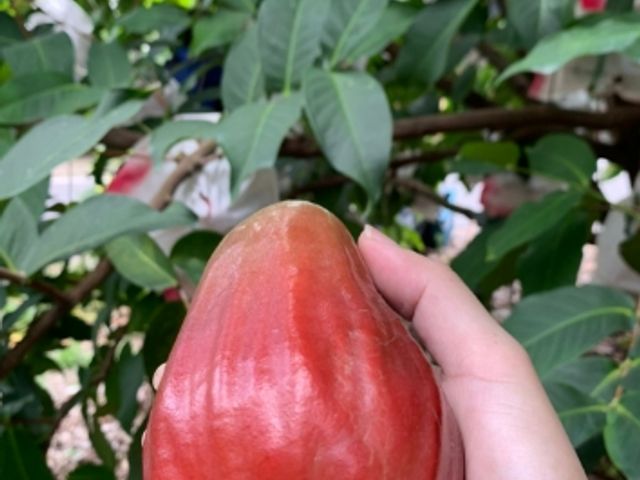 【南投信義 夢幻逸品黑糖芭比蓮霧5斤裝】脆甜多汁 當日鮮採直送