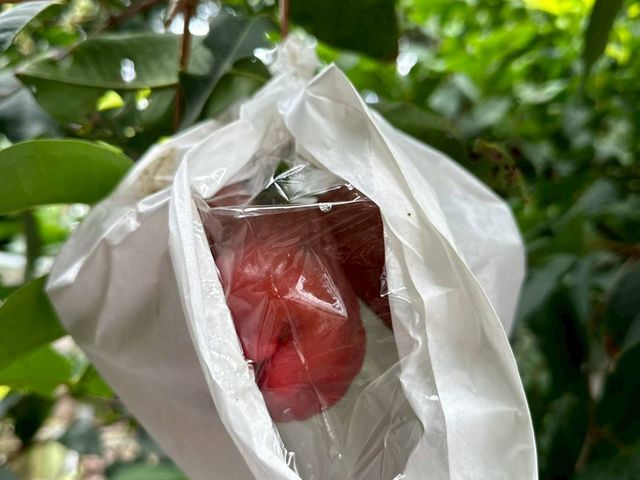 【南投信義 夢幻逸品黑糖芭比蓮霧5斤裝】脆甜多汁 當日鮮採直送