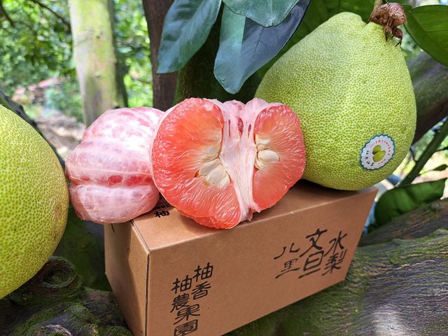 【預購！新北八里 傳承5代的優質紅文旦8斤裝】海風鹹霧滋養 酸酸甜甜又多汁