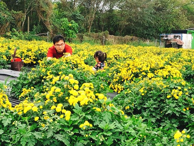 【天菊 茶禪禮盒】堅持自然農法栽培的杭菊茶包