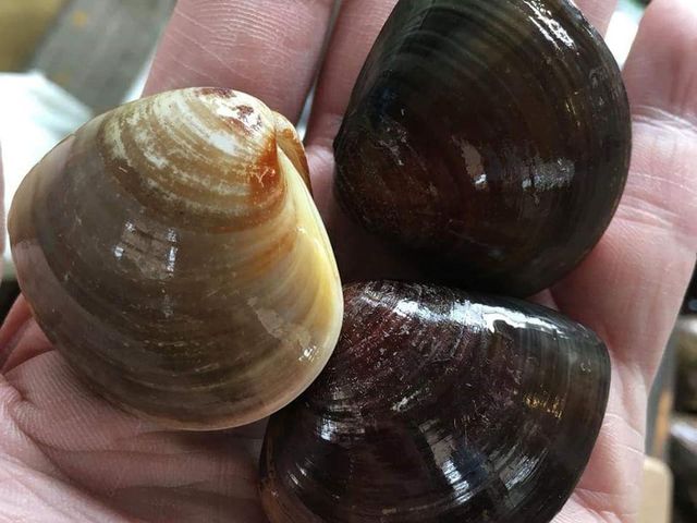 【中秋加碼買3送1！台西聚鮮 產銷履歷冠軍文蛤300g×3包+1包】友善環保生態養殖 火鍋必備海味