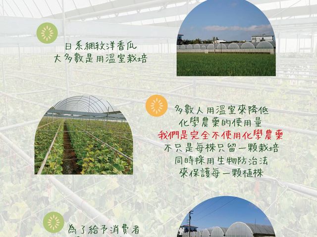 【搶先預購中！瓜中之王 阿露斯洋香瓜禮盒】香甜多汁無農藥 溫室日系網紋洋香瓜