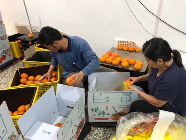 【限量預購！大雪山 日本品種早秋甜柿禮盒(6入)】絕佳地理條件孕育出最自然甜美的柿子