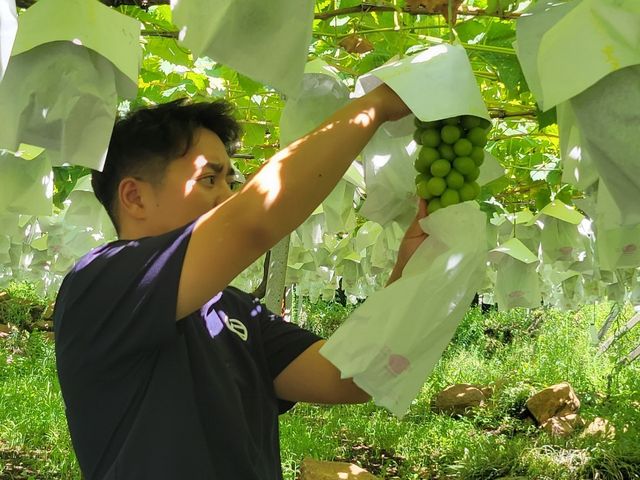 【預購 ! 新鮮空運 日本麝香&長野紫&妮娜皇后葡萄 三房禮盒】佳節必備 送禮首選 !