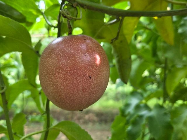 【新品種！台中潭子 無毒藍星百香果】香氣濃甜度高 產銷履歷認證好安心