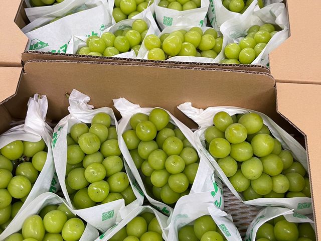 【限量夢幻珍品！日本山梨縣麝香葡萄原裝箱5kg(6~8房大果級)】翠綠色澤 如同寶石般珍貴