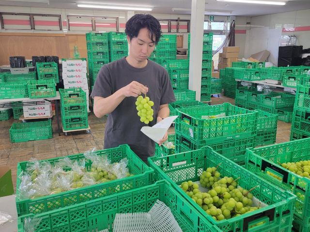 【預購 ! 新鮮空運 日本麝香葡萄禮盒 9房規格】限量開賣 令人難以忘懷的滋味
