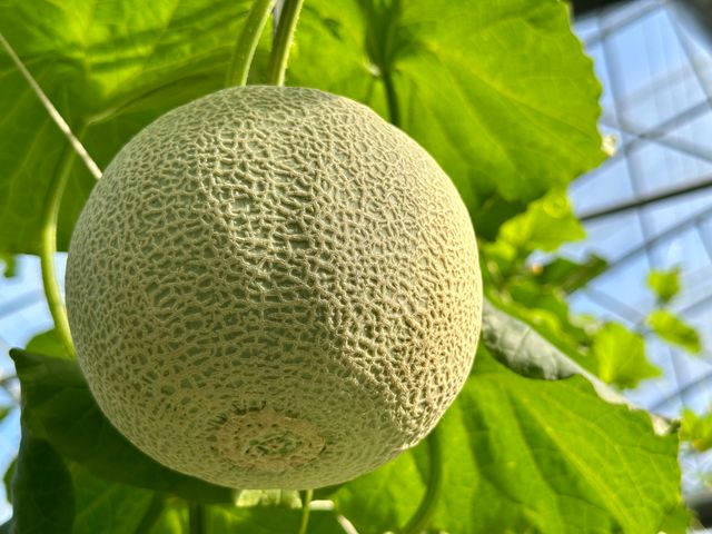 【預購！哈密瓜先生 阿露斯洋香瓜 雙入禮盒】細緻網紋 香甜多汁的哈密瓜