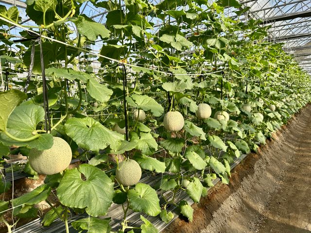 【預購！哈密瓜先生 阿露斯洋香瓜 雙入禮盒】細緻網紋 香甜多汁的哈密瓜