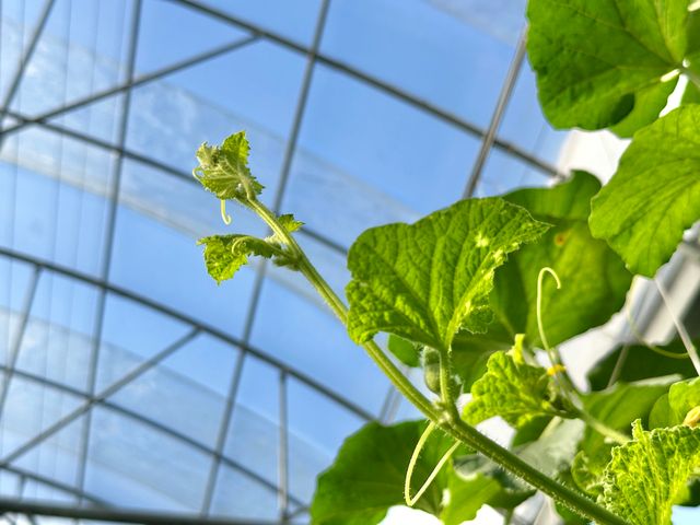 【預購！哈密瓜先生 阿露斯洋香瓜 雙入禮盒】細緻網紋 香甜多汁的哈密瓜