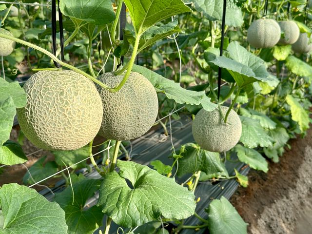 【預購！哈密瓜先生 阿露斯洋香瓜 雙入禮盒】細緻網紋 香甜多汁的哈密瓜