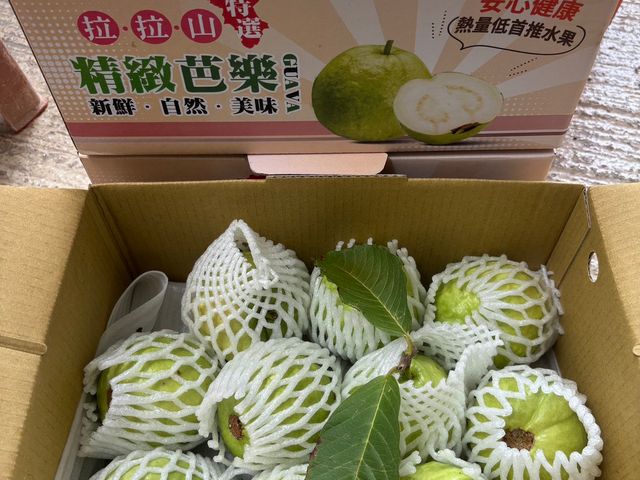 【珍稀！拉拉山粉紅蜜芭樂 5斤裝】果肉脆 甜度高 帶有淡淡桃香