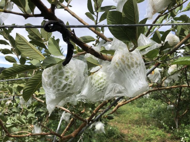 【大雪山上的 脆甜水蜜芭樂9斤裝】外皮醜卻酸甜夠味 市場少見高山種植
