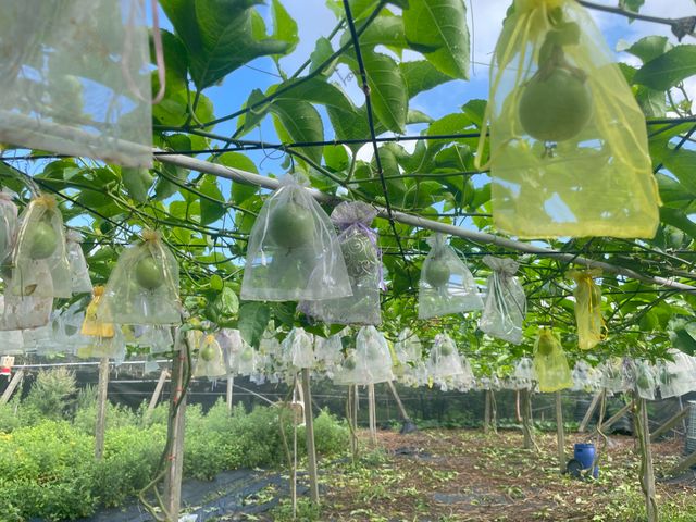 【顆顆套袋！台中東勢 有機滿天星百香果5斤裝】果飽滿 酸甘甜 富含維他命C