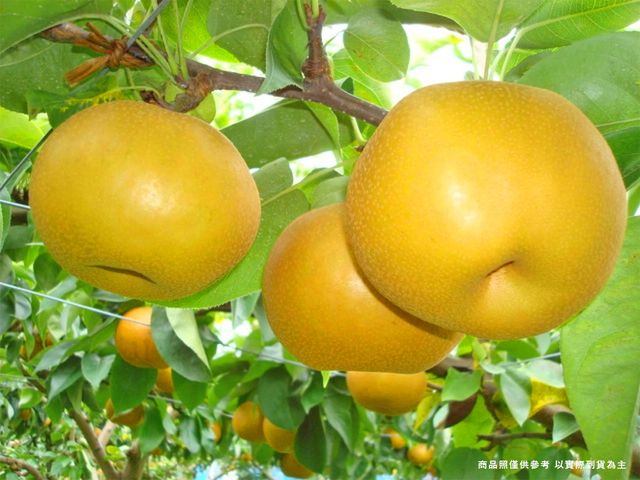 【日本南水梨 原裝進口10~12顆 (5kg/箱)】秋天的梨子 脆甜多汁