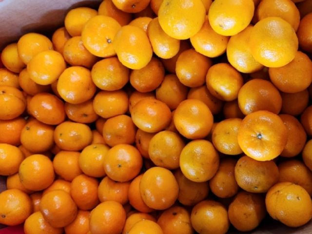 【酸甜夠味！南非砂糖橘】吸飽滿滿陽光 金黃小巧可愛