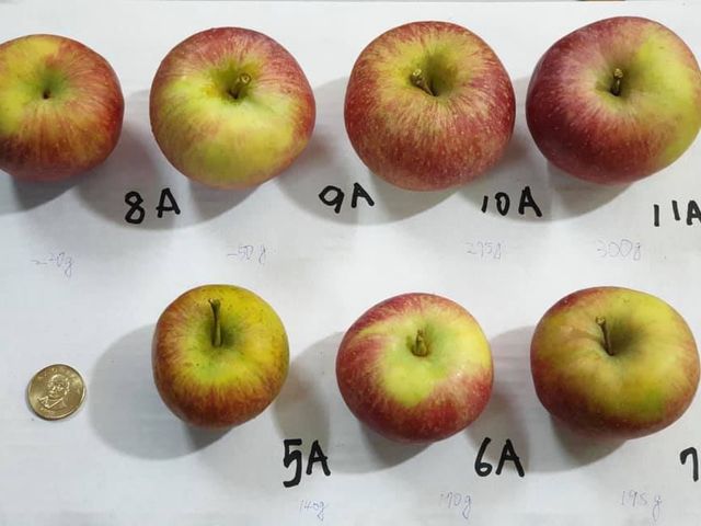 【爽脆預購！梨山佳陽部落 甜心蜜蘋果】果肉酸甜爽脆 高山上產地直送