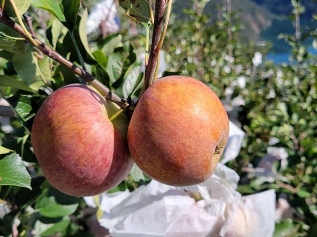 【爽脆預購！梨山佳陽部落 甜心蜜蘋果】果肉酸甜爽脆 高山上產地直送