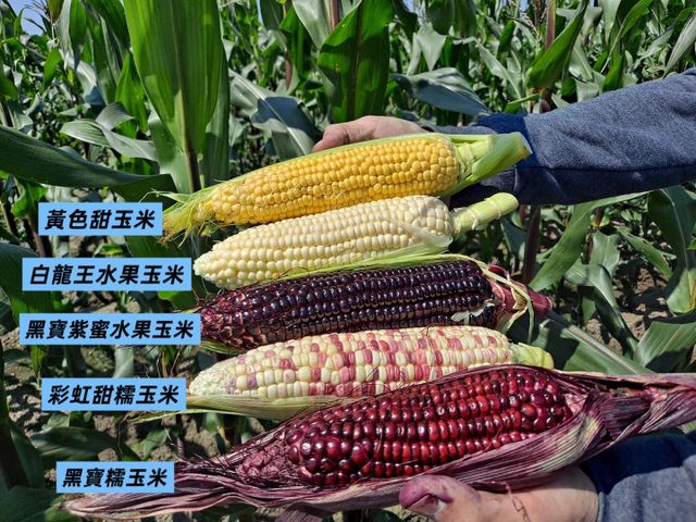 【免運！多品種玉米10斤裝】無毒多品種玉米任選 甜度高又富含花青素