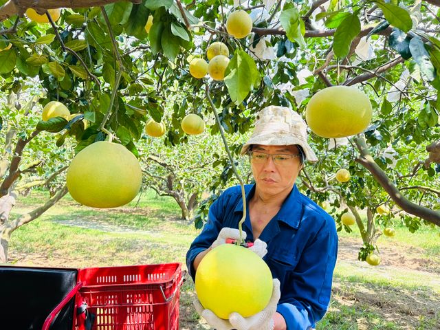 【多汁預購中！正宗台南麻豆大白柚 5斤禮盒裝】承載50年的老柚樹 孕育馥郁酸甜果實