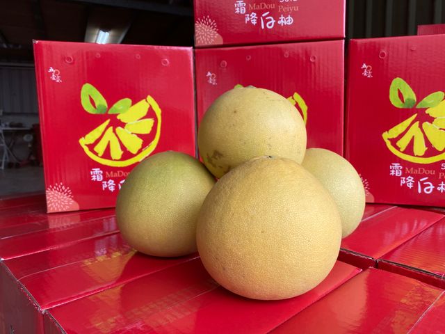 【多汁預購中！正宗台南麻豆大白柚 5斤禮盒裝】承載50年的老柚樹 孕育馥郁酸甜果實