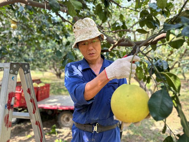 【好友日9折！正宗台南麻豆大白柚 10斤禮盒x2 】承載50年的老柚樹 孕育馥郁酸甜果實