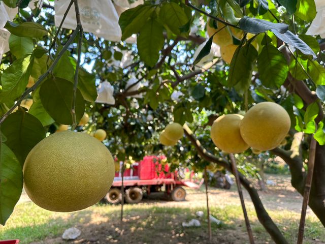 【好友日9折！正宗台南麻豆大白柚 10斤禮盒x2 】承載50年的老柚樹 孕育馥郁酸甜果實