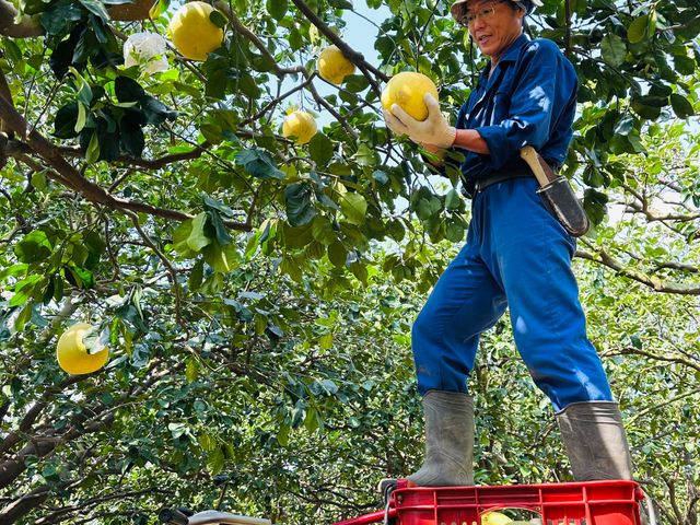 【好友日9折！正宗台南麻豆大白柚 10斤禮盒x2 】承載50年的老柚樹 孕育馥郁酸甜果實