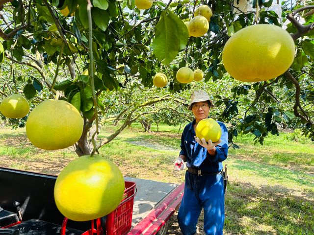 【好友日9折！正宗台南麻豆大白柚 10斤禮盒x2 】承載50年的老柚樹 孕育馥郁酸甜果實