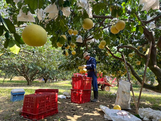 【好友日9折！正宗台南麻豆大白柚 10斤禮盒x2 】承載50年的老柚樹 孕育馥郁酸甜果實
