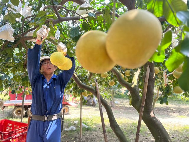 【好友日9折！正宗台南麻豆大白柚 10斤禮盒x2 】承載50年的老柚樹 孕育馥郁酸甜果實