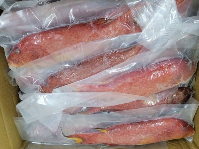 【野生頂級紅條魚x5隻(400g~500g/隻)】宴會中常見的高級食材 已三去處理