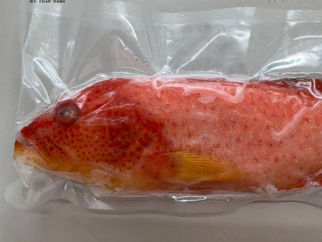 【野生頂級紅條魚x5隻(400g~500g/隻)】宴會中常見的高級食材 已三去處理