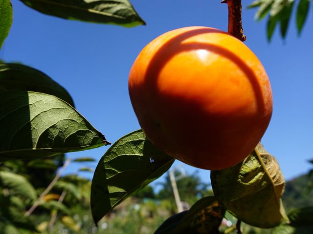 【好友日8折起！蘿拉的大雪山小鹿甜柿(惜福品)6粒裝】口感脆甜多汁 超人氣柿子！