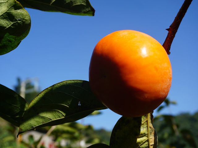 【好友日8折起！蘿拉的大雪山小鹿甜柿(惜福品)6粒裝】口感脆甜多汁 超人氣柿子！