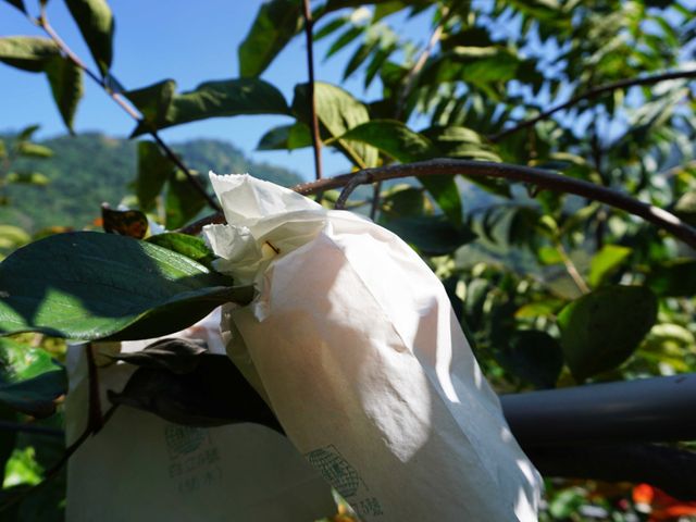 【好友日8折起！蘿拉的大雪山小鹿甜柿(惜福品)6粒裝】口感脆甜多汁 超人氣柿子！