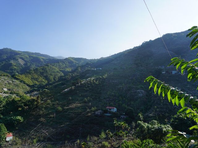 【好友日8折起！蘿拉的大雪山小鹿甜柿(惜福品)6粒裝】口感脆甜多汁 超人氣柿子！