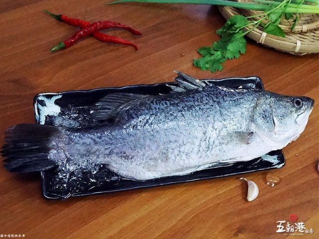 【買二送一！極鮮金目鱸魚x3隻(400g±10%/隻)】已三去 寒冬進補來碗鱸魚湯