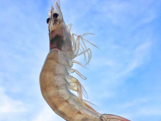 【媲美活力鮮白蝦超值2盒組 (920g±10%/盒)】進口宏都拉斯白蝦 海域純淨天然養殖