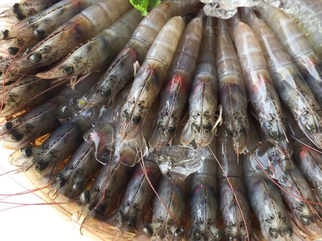 【媲美活力鮮白蝦超值2盒組 (920g±10%/盒)】進口宏都拉斯白蝦 海域純淨天然養殖