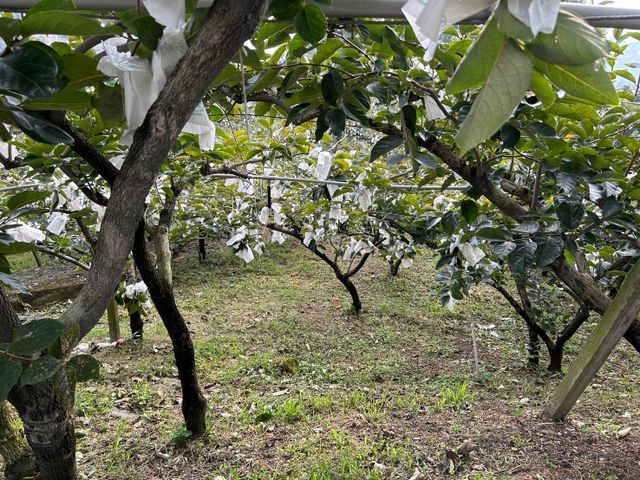 【採收中！秋季限定 東勢大雪山甜柿6入禮盒(6A~10A)】 脆甜飽滿的高山甜柿